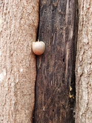 Lycogala flavofuscum