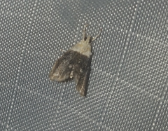 Lipocosmodes fuliginosalis