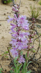 Penstemon buckleyi