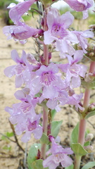 Penstemon buckleyi