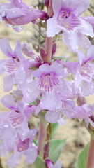 Penstemon buckleyi