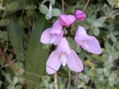 Disa rosea