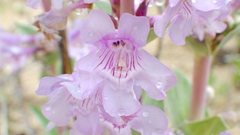 Penstemon buckleyi