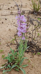 Penstemon buckleyi