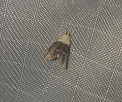 Lipocosmodes fuliginosalis