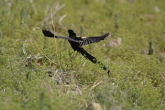 Euplectes progne progne