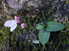 Disa rosea