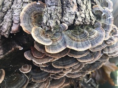 Trametes versicolor