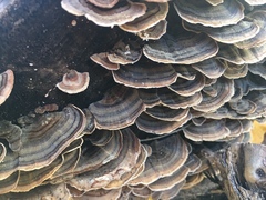 Trametes versicolor