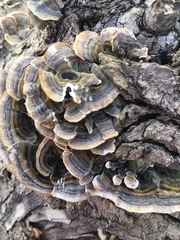 Trametes versicolor