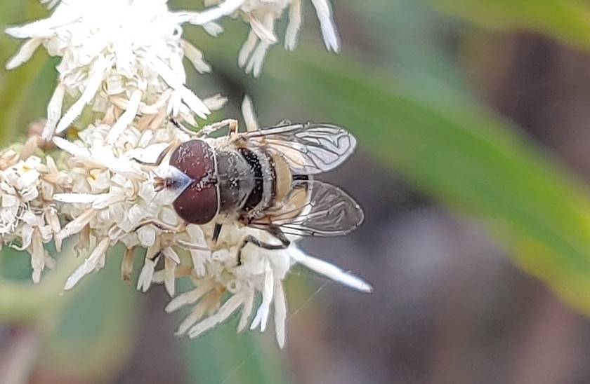 Single-banded Plushback