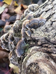 Trametes versicolor