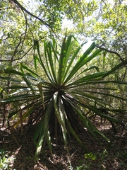 Furcraea guatemalensis