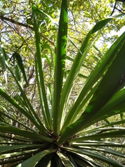 Furcraea guatemalensis