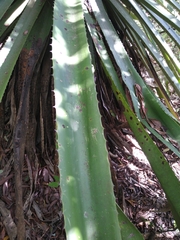 Furcraea guatemalensis