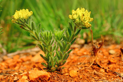 Leobordea foliosa