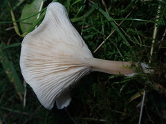 Clitocybe amarescens