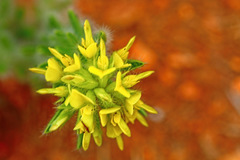 Leobordea foliosa