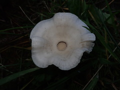 Clitocybe amarescens
