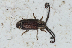 Sophronica apicalis