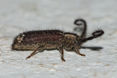 Sophronica apicalis