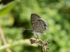 Leptotes