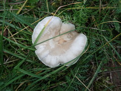 Clitocybe amarescens