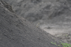 Ploceus velatus