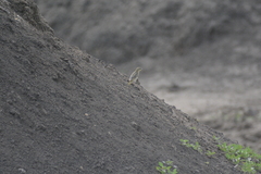 Ploceus velatus