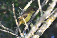Chlorocichla flaviventris flaviventris
