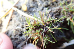 Isolepis basilaris