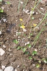 Caltha serotina