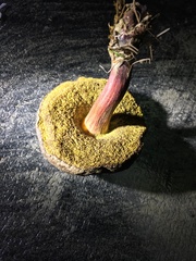 Xerocomellus diffractus