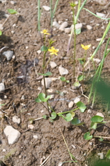 Caltha serotina