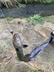 Anguilla dieffenbachii