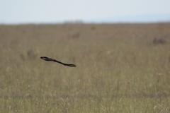 Euplectes progne progne