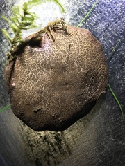 Xerocomellus diffractus