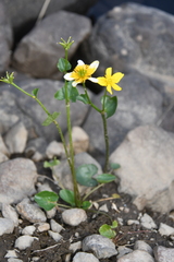 Caltha serotina