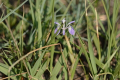 Moraea simulans