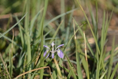 Moraea simulans