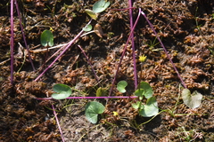 Caltha serotina