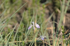 Moraea simulans