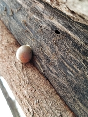 Lycogala flavofuscum