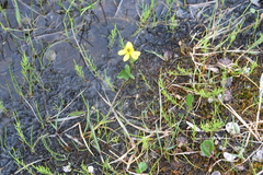 Caltha violacea