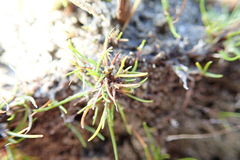 Isolepis basilaris