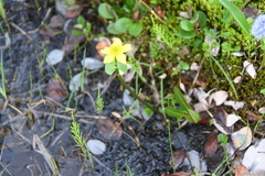 Caltha violacea
