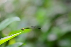 Prodasineura croconota
