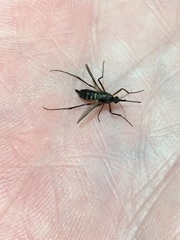 Psorophora cyanescens