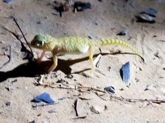 Stenodactylus doriae