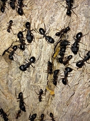 Camponotus xerxes